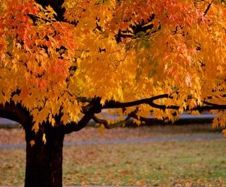 Top 5 Mobile Billing Casinos With An Autumnal Charm